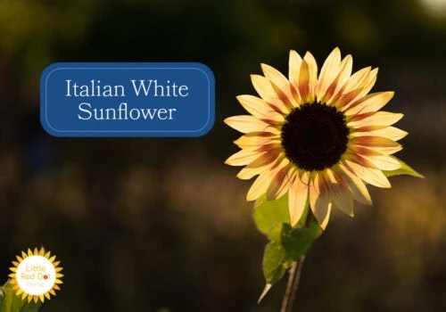 Italian White Sunflower Italian White Sunflower