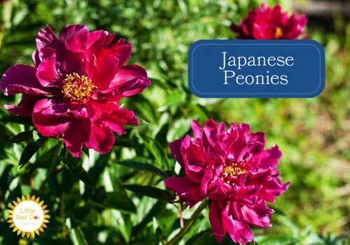 Japanese Peonies 1000 x 700 Japanese Peonies 1000 x 700