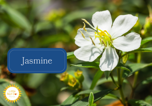 Jasmine Jasmine