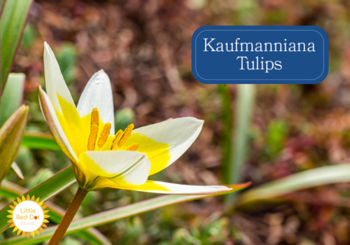 Kaufmanniana Tulips