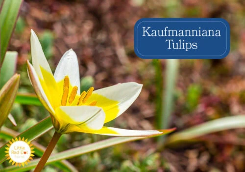 Kaufmanniana Tulips Kaufmanniana Tulips