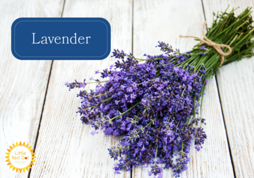 Lavender Lavender