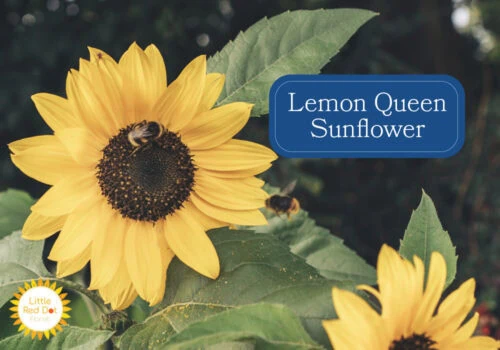 Lemon Queen Sunflower Lemon Queen Sunflower
