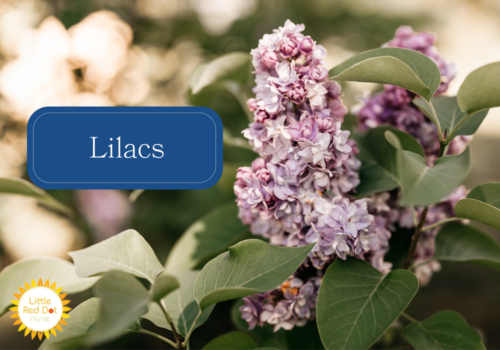 Lilacs Lilacs