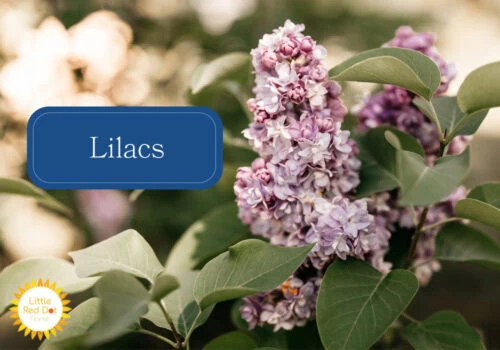 Lilacs Lilacs
