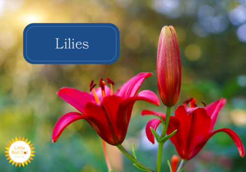 Lilies Lilies