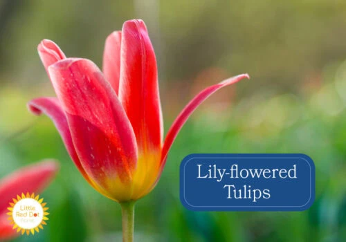 Lily flowered Tulips Lily flowered Tulips