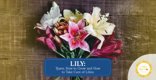 Lily Types How to Grow and How to Take Care of Lilies Lily Types How to Grow and How to Take Care of Lilies