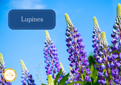 Lupines Lupines