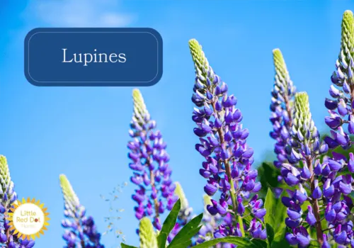 Lupines Lupines