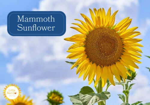 Mammoth Sunflower Inline 1000 x 700 Mammoth Sunflower Inline 1000 x 700