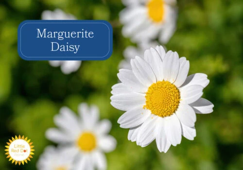Marguerite Daisy Inline 1000 x 700 Marguerite Daisy Inline 1000 x 700