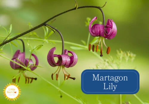 Martagon Lily Martagon Lily
