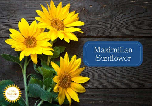 Maximilian Sunflower Maximilian Sunflower