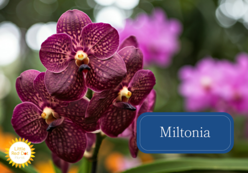 Miltonia Inline 1000 x 700 Miltonia Inline 1000 x 700