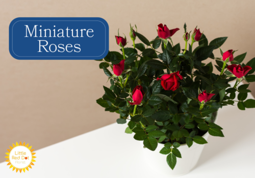 Miniature Roses Miniature Roses