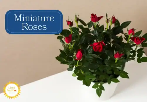 Miniature Roses Miniature Roses