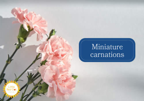 Miniature carnations Miniature carnations