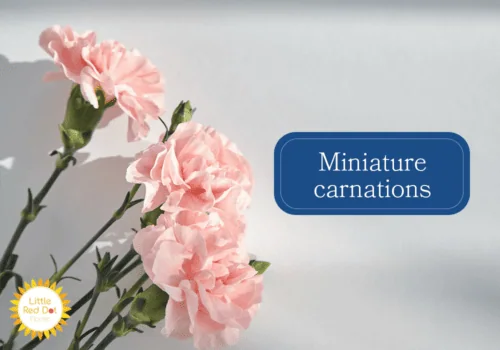 Miniature carnations Miniature carnations