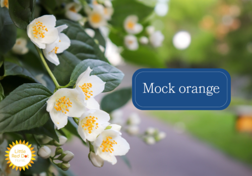 Mock orange Mock orange