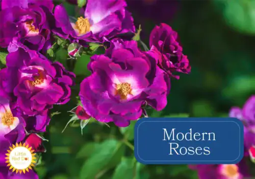 Modern Roses Modern Roses