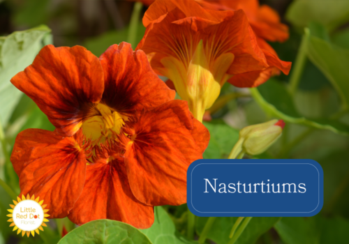 Nasturtiums Nasturtiums