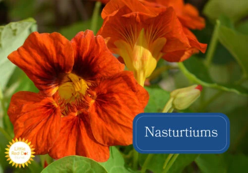 Nasturtiums Nasturtiums