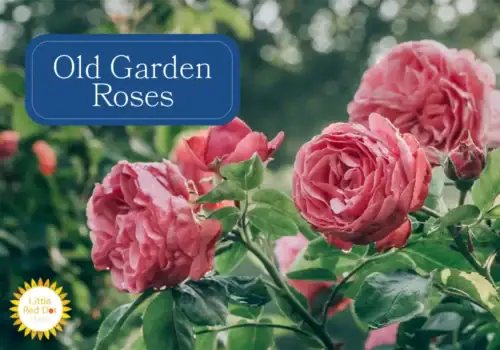 Old Garden Roses Old Garden Roses