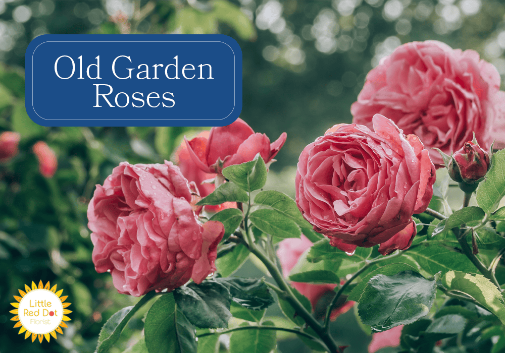 Rose: Types and Symbolism - Little Red Dot Florist
