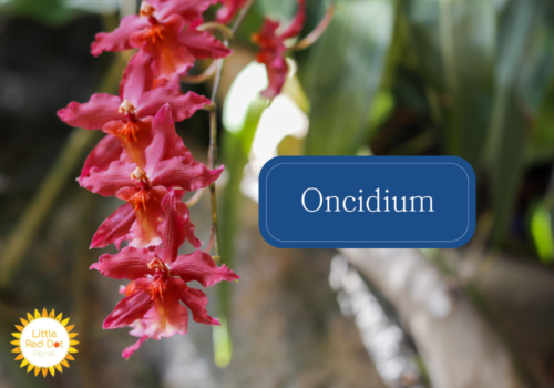 Oncidium Inline 1000 x 700 Oncidium Inline 1000 x 700