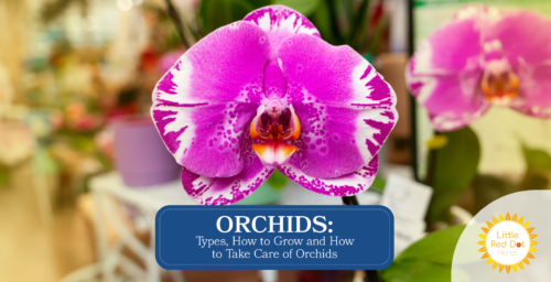Orchid Types How to Grow and How to Take Care of Orchids Headline 1640 x 840 Orchid Types How to Grow and How to Take Care of Orchids Headline 1640 x 840