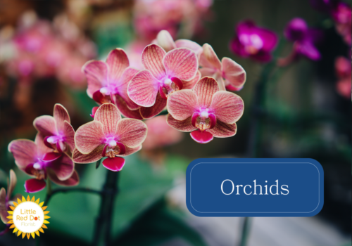 Orchids Orchids