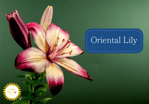 Oriental Lily Oriental Lily