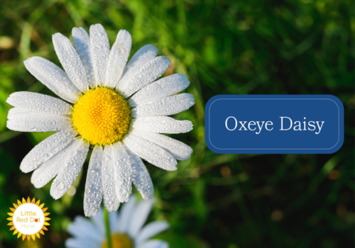 Oxeye Daisy Inline 1000 x 700