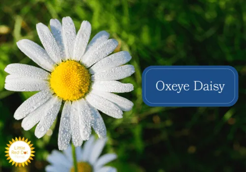 Oxeye Daisy Inline 1000 x 700 Oxeye Daisy Inline 1000 x 700