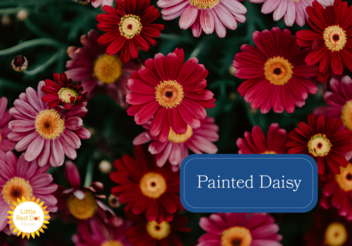 Painted Daisy Inline 1000 x 700