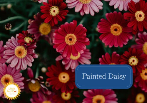 Painted Daisy Inline 1000 x 700 Painted Daisy Inline 1000 x 700