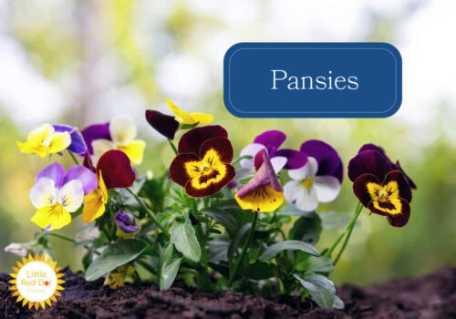 Pansies Pansies