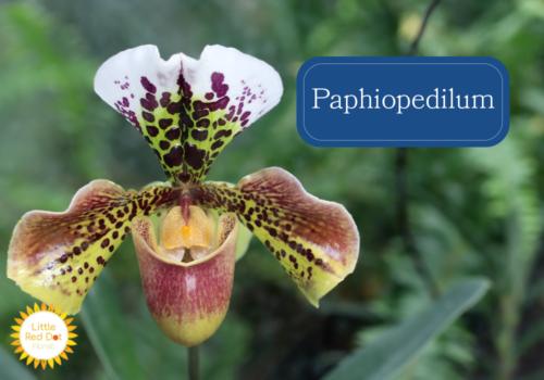 Paphiopedilum Inline 1000 x 700 Paphiopedilum Inline 1000 x 700