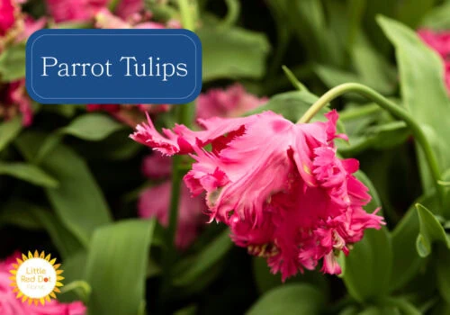 Parrot Tulips Parrot Tulips