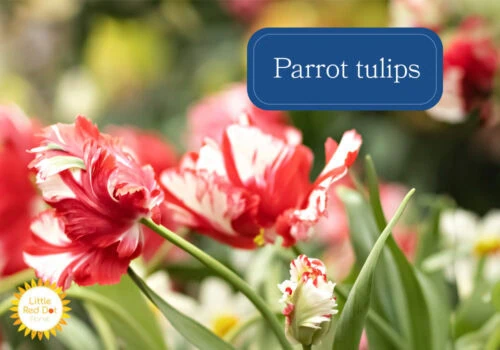 Parrot tulips Parrot tulips