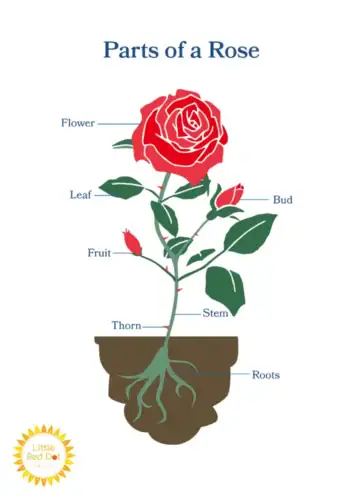 Parts of A Rose Parts of A Rose