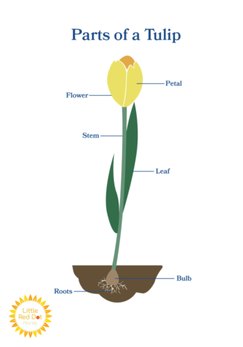 Parts of A Tulip