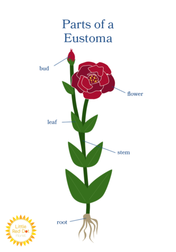 Parts of a Eustoma Inline 700x1000