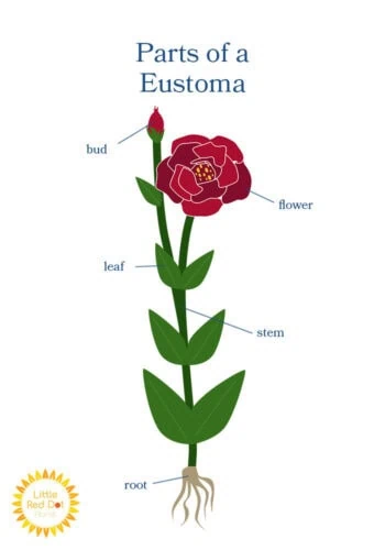Parts of a Eustoma Inline 700x1000 Parts of a Eustoma Inline 700x1000