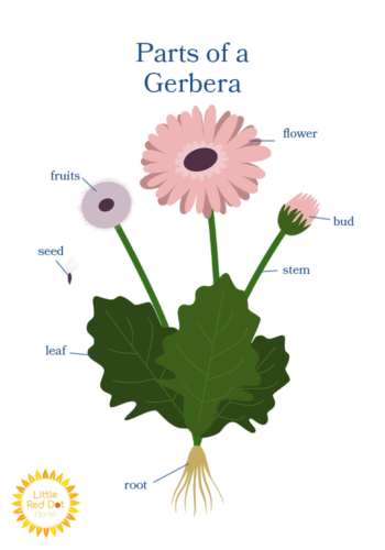 Parts of a Gerbera Inline 700x1000