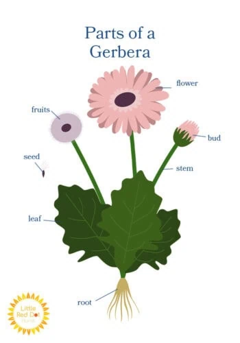 Parts of a Gerbera Inline 700x1000 Parts of a Gerbera Inline 700x1000