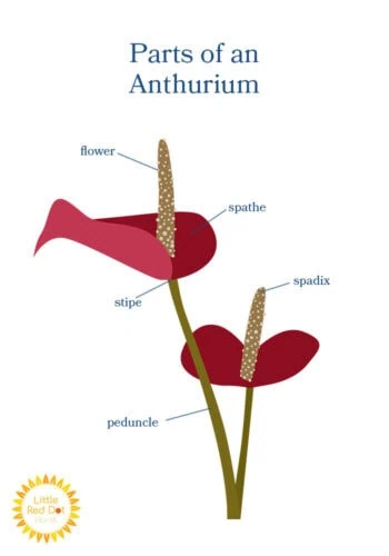 Parts of an Athurium Inline 700x1000 Parts of an Athurium Inline 700x1000