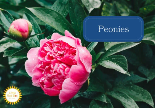 Peonies Peonies