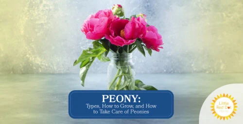 Peony Types How to Grow and How to Take Care of Peonies Headline 1640 x 840 Peony Types How to Grow and How to Take Care of Peonies Headline 1640 x 840